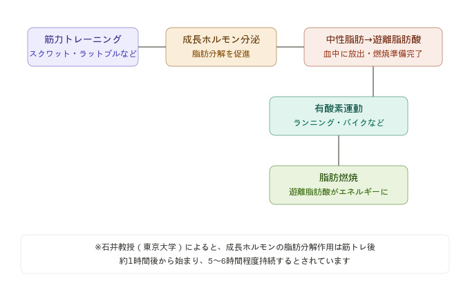 脂肪燃焼が起きる仕組み